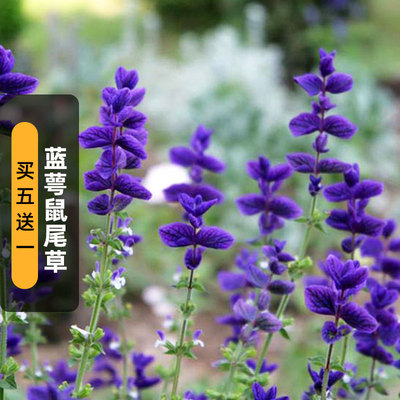 彩苞鼠尾草种子彩绘粉萼洋苏草