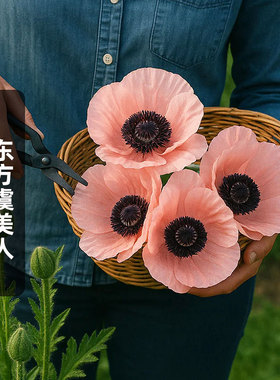 进口东方虞美人种子鲑鱼红色Oriental Poppy多年生切花盆栽春秋播