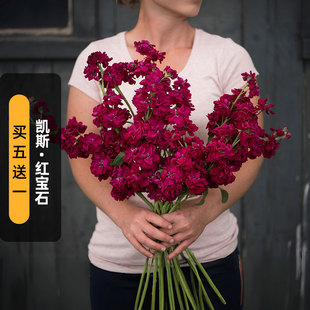 进口切花紫罗兰种子凯斯/红宝石Katz Ruby卡姿重瓣浓香盆栽春秋播