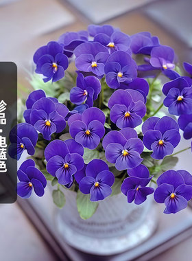 进口角堇种子珍品GEM电蓝色Electric Blue猫脸花长花期盆栽春秋播