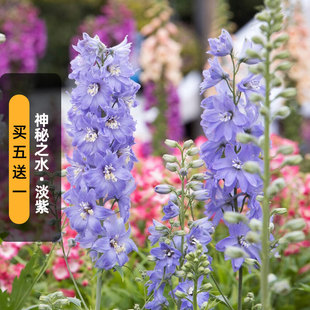 进口大花飞燕草种子神秘之水淡紫白芯魔法喷泉宿根多年生盆栽秋播