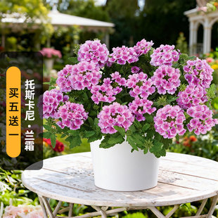 进口美女樱种子托斯卡尼兰霜Tuscany(矮生)长花期阳台盆栽春播