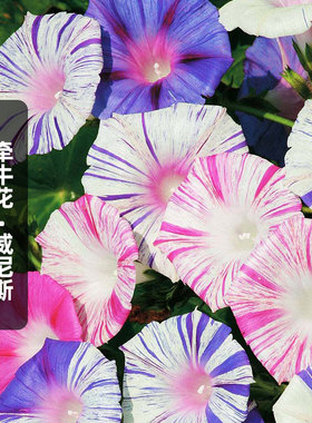 威尼斯爬藤牵牛花种子Venice碗公花朝颜喇叭花籽长花期盆栽春播