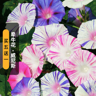 威尼斯爬藤牵牛花种子Venice碗公花朝颜喇叭花籽长花期盆栽春播