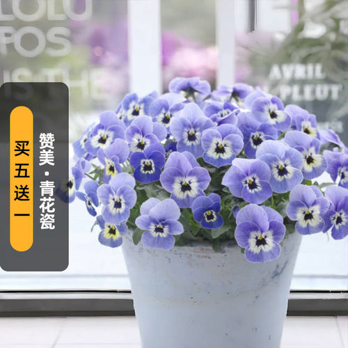 进口角堇/赞美/青花瓷种子admire长花期阳台盆栽春秋播