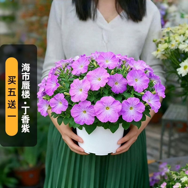 进口矮牵牛种子海市蜃楼/丁香紫Mirage系列中大型花矮生盆栽秋播