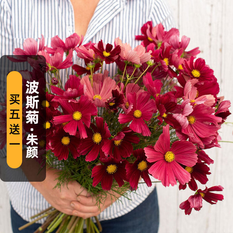 朱颜波斯菊种子100粒rubenza红宝石矮格桑花籽阳台盆栽易种春季播