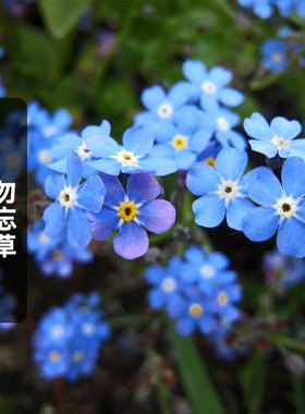勿忘草种子星辰花矮生森林勿忘我花种籽室内可盆栽春秋播