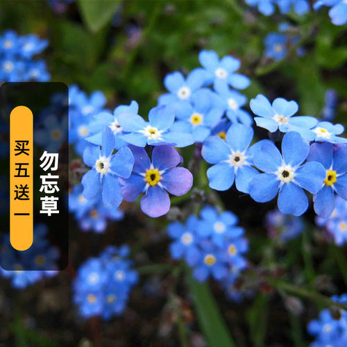 勿忘草种子森林勿忘我星辰花