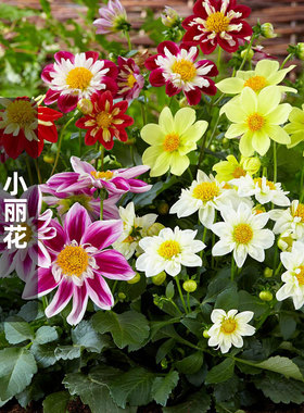 矮生小丽花种子100粒Dandy丹迪露芯小丽菊花籽阳台长花期盆栽春播