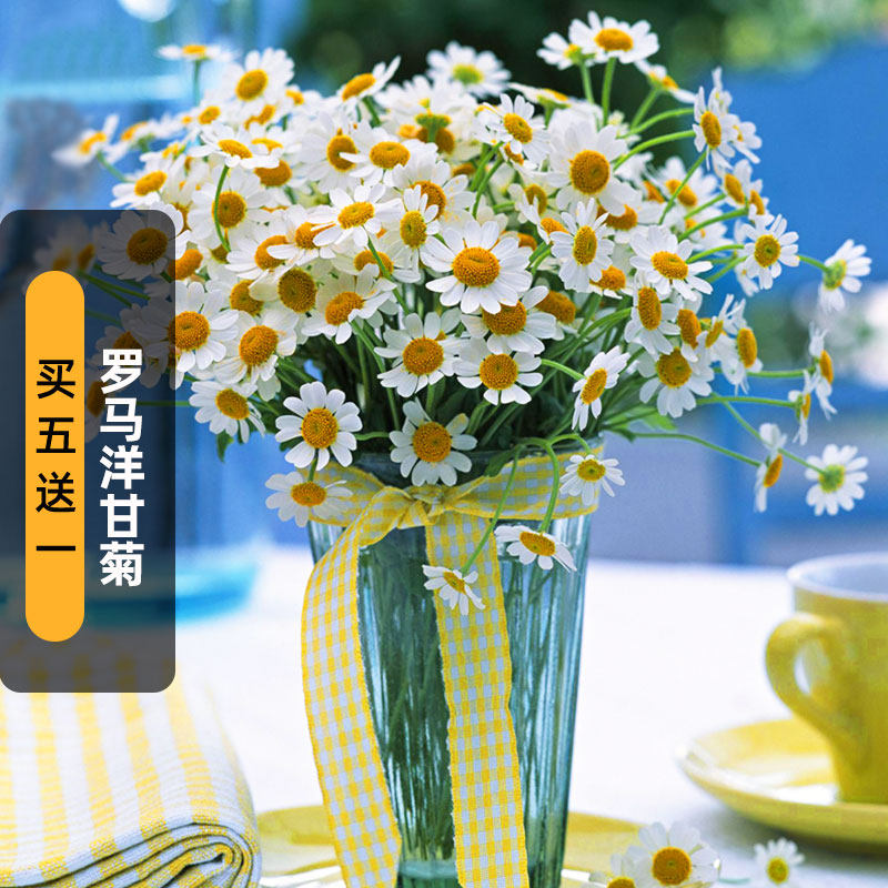 罗马洋甘菊种子200粒芳香小白菊花籽可切花泡茶阳台盆栽春秋季播