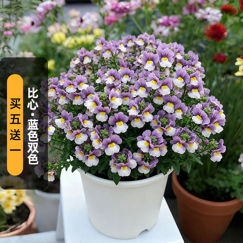进口龙面花种子比心/蓝色双色爱人系列强香型矮生盆栽春秋播