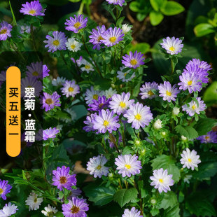 进口翠菊种子日光/蓝霜Blue Frost渐变霜降切花七月腊盆栽春秋播