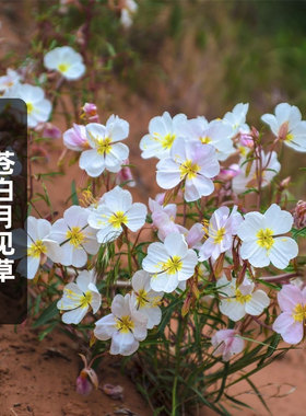 苍白月见草种子Oenothera pallida白花待霄草花籽宿根盆栽春秋播