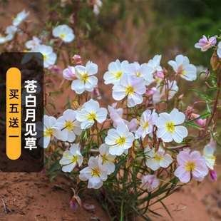 苍白月见草种子Oenothera pallida白花待霄草花籽宿根盆栽春秋播