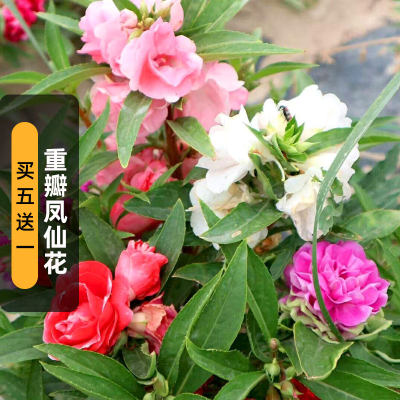 茶花凤仙花种子重瓣指甲花