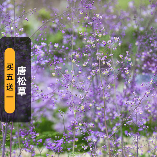 进口唐松草种子星辰Meadow Rues淡紫色多年生宿根耐寒花镜春秋播