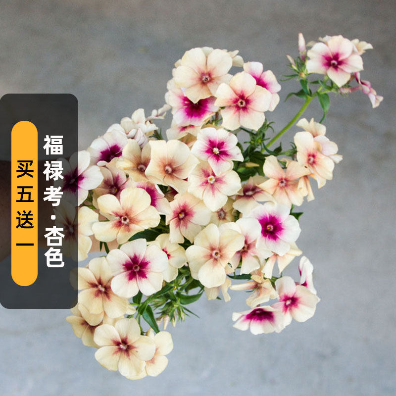 杏色福禄考种子100粒焦糖樱桃小天蓝绣球种籽阳台室内盆栽春秋播