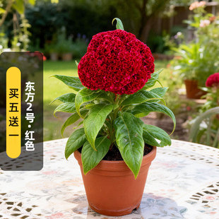 进口头状鸡冠花种子东方2号Orient2巨型花老来红（矮生）盆栽春播