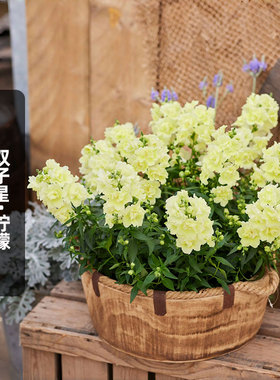 进口重瓣金鱼草种子双子星/柠檬色Twinny Lemon矮龙头花盆栽秋播