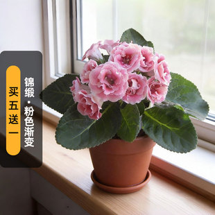 进口重瓣大岩桐种子锦缎/粉色渐变Brocade长花期耐热矮生盆栽春播