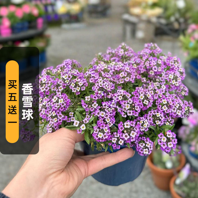 香雪球种子庭芥花籽多年生图片