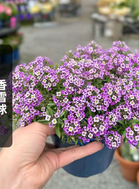 香雪球种子庭芥花籽多年生
