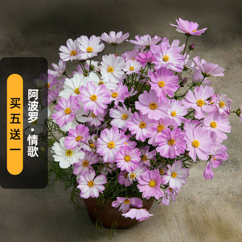 进口波斯菊种子阿波罗/情歌Apollo Lovesong矮生格桑花盆栽春播