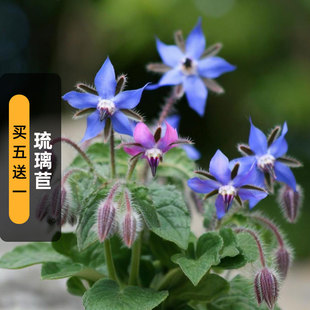琉璃苣种子Borage紫花草星星草籽可食用香草室外阳台盆栽春秋季播