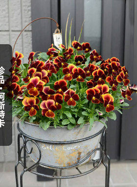 进口角堇种子珍品GEM/阿斯特卡Aztec猫脸花长花期盆栽春秋播