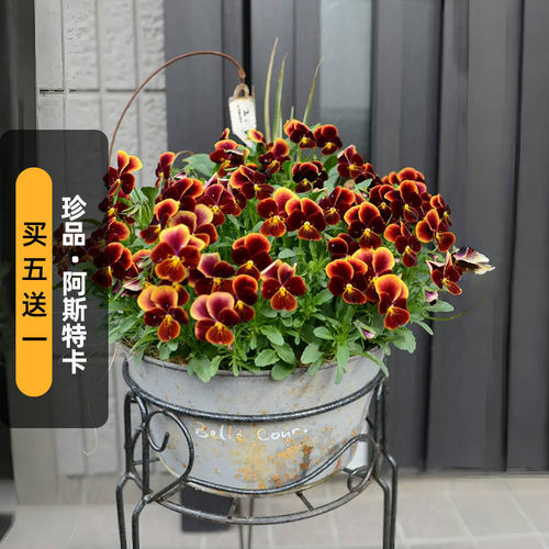 进口角堇种子珍品GEM/阿斯特卡Aztec猫脸花长花期盆栽春秋播