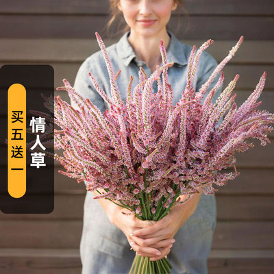 情人草种子苏沃补血草