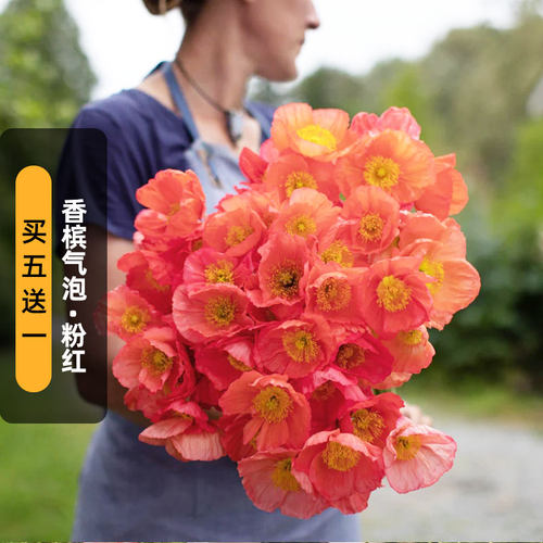 进口冰岛虞美人种子香槟气泡/粉红Champagne Bubbles切花盆栽秋播