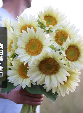 进口奶油向日葵白月光种子White Lite切花白色恋人葵花籽可盆栽