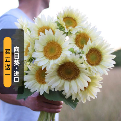 奶油向日葵白月光种子WhiteLite