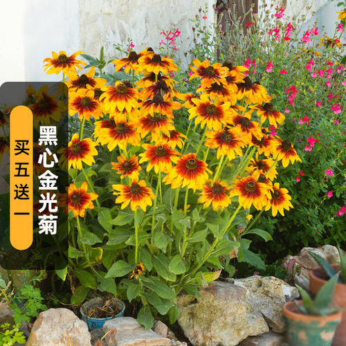 黑心金光菊种子黑眼菊