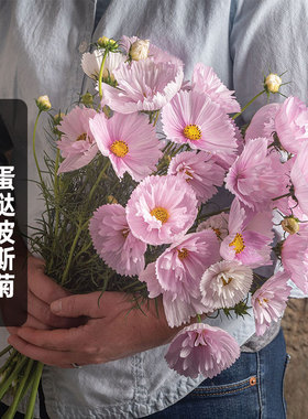 蛋挞波斯菊种子100粒纸杯蛋糕格桑花籽长花期可切花阳台盆栽春播