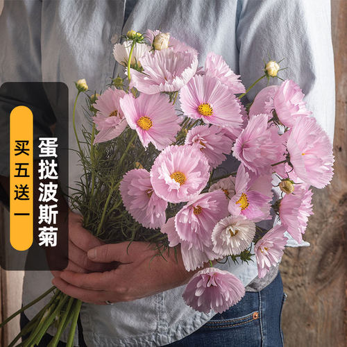 纸杯蛋糕格波斯菊种子蛋挞格桑花