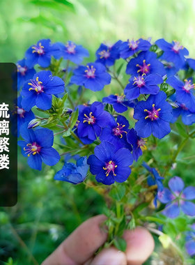 蓝花琉璃繁缕种子100粒Blue Pimpernel垂吊蓝尖椒矮生盆栽春秋播