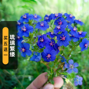 蓝花琉璃繁缕种子100粒Blue Pimpernel垂吊蓝尖椒矮生盆栽春秋播