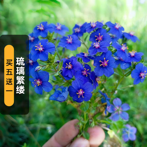 蓝花琉璃繁缕种子100粒Blue Pimpernel垂吊蓝尖椒矮生盆栽春秋播