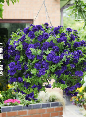进口重瓣矮牵牛种子二重唱/蓝色Duo系列矮生多花盆栽春秋播