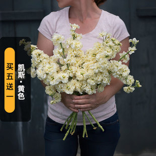 进口切花紫罗兰种子凯斯/黄色Katz卡姿重瓣浓香四桃克盆栽春秋播