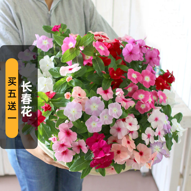 长春花籽50粒日日春四季梅五叶梅种子长花期花坛阳台室外盆活春播