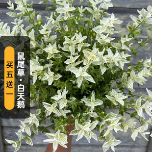 白萼鼠尾草白天鹅种子100粒彩绘洋苏草籽可食用室外阳台盆栽春播