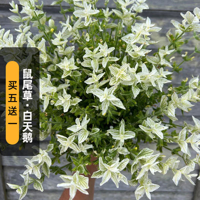 白萼鼠尾草白天鹅种子100粒彩绘洋苏草籽可食用室外阳台盆栽春播