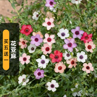 花亚麻种子混色100粒Flax Charmer观赏胡麻长花期室外盆栽春秋播
