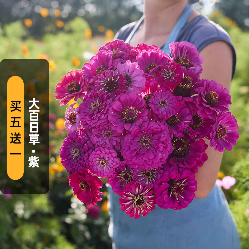 紫色大花百日草种子可切花对叶梅