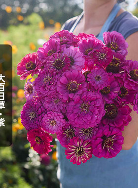 紫色大花百日草种子100粒紫火球步步高花种籽可切花阳台盆栽春播