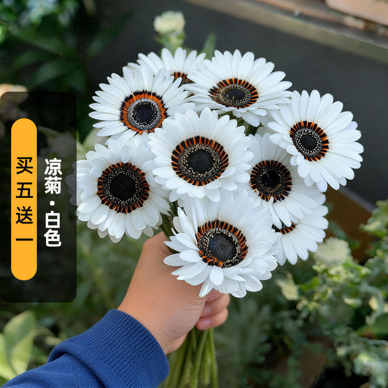 复瓣凉菊/白色种子Cape Daisy非洲雏菊祖鲁王子花籽阳台盆栽春播